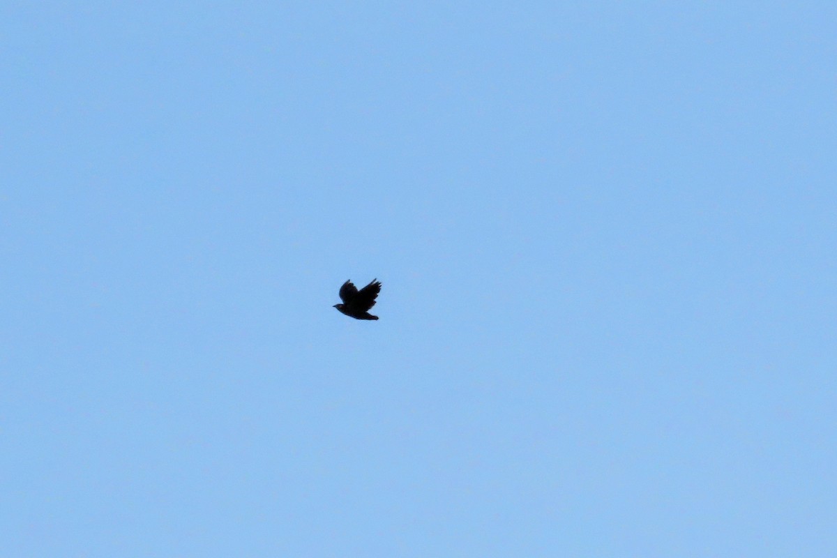 Greater Antillean Grackle - ML624442321