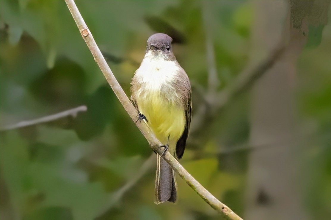 Eastern Phoebe - ML624442366