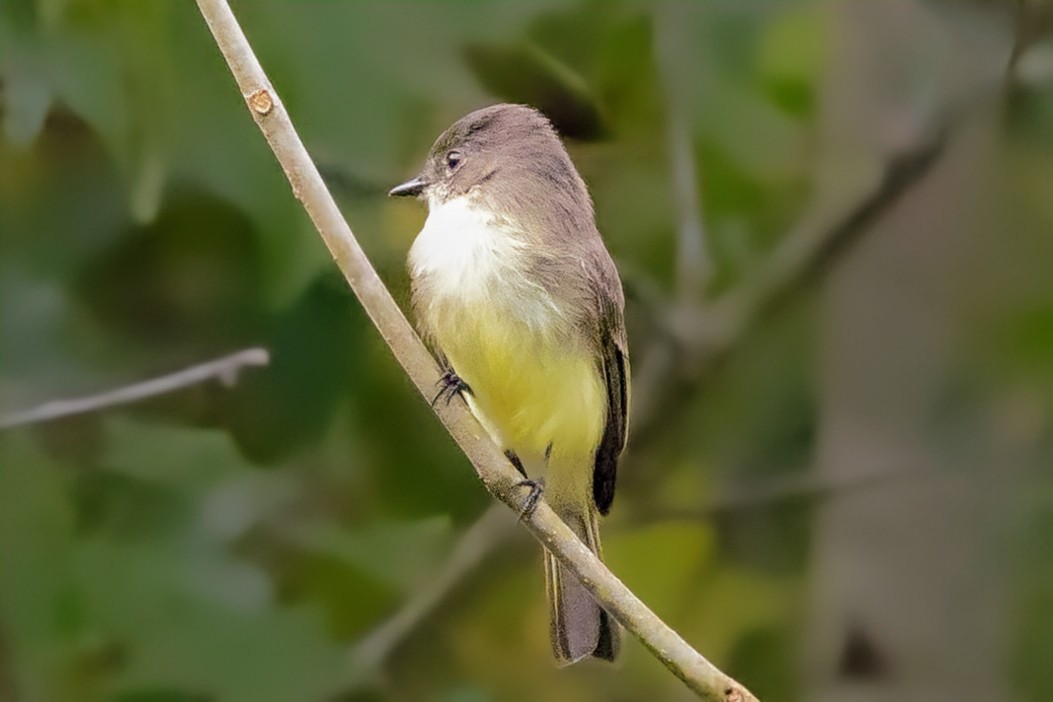 Eastern Phoebe - ML624442367