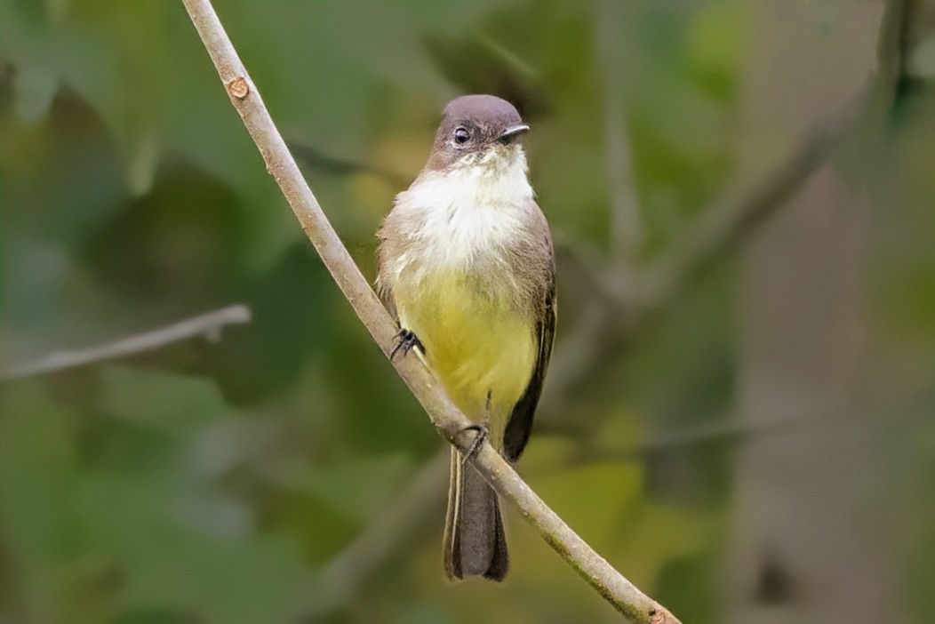 Eastern Phoebe - ML624442368