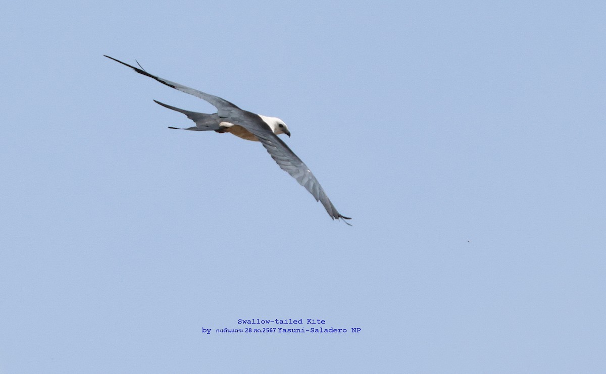 Swallow-tailed Kite - ML624442376