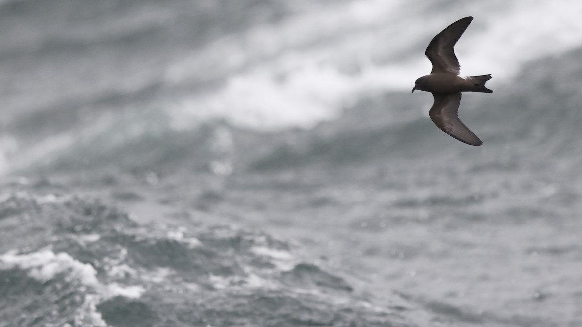 Leach's Storm-Petrel - ML624442393