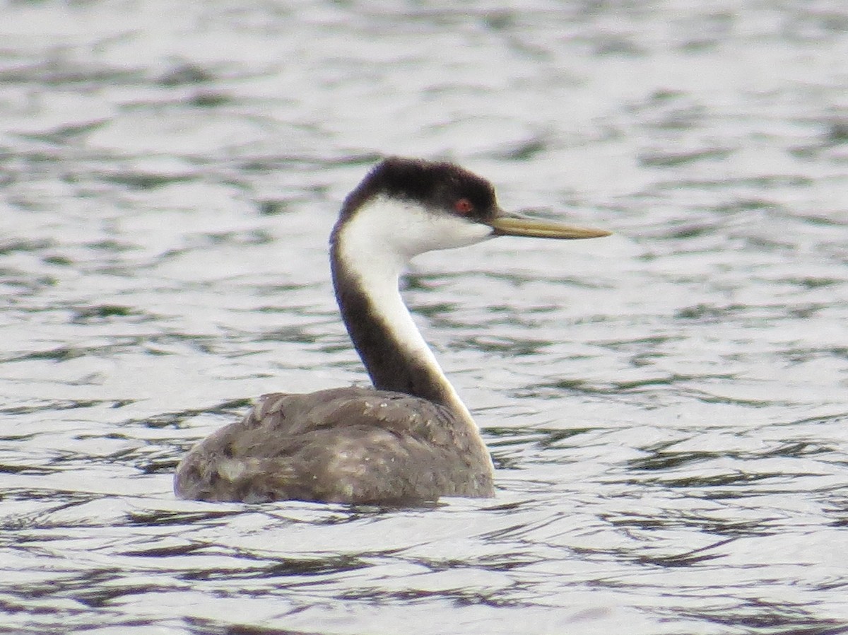 Western Grebe - ML624442428