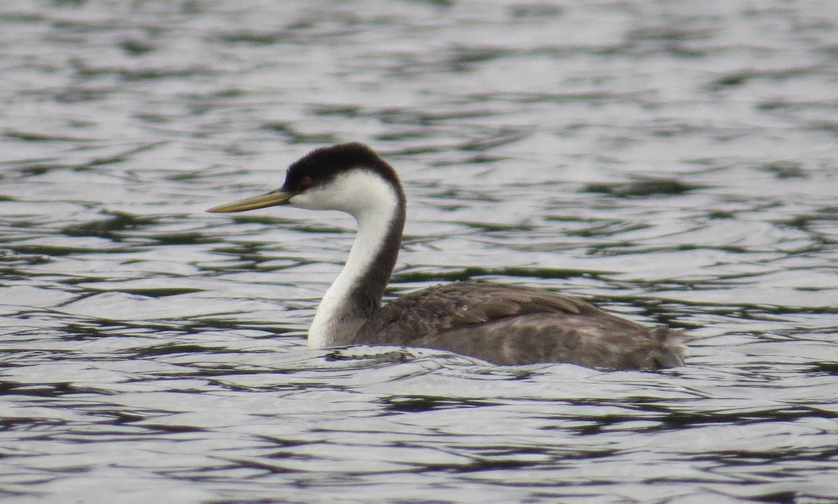 Western Grebe - ML624442429