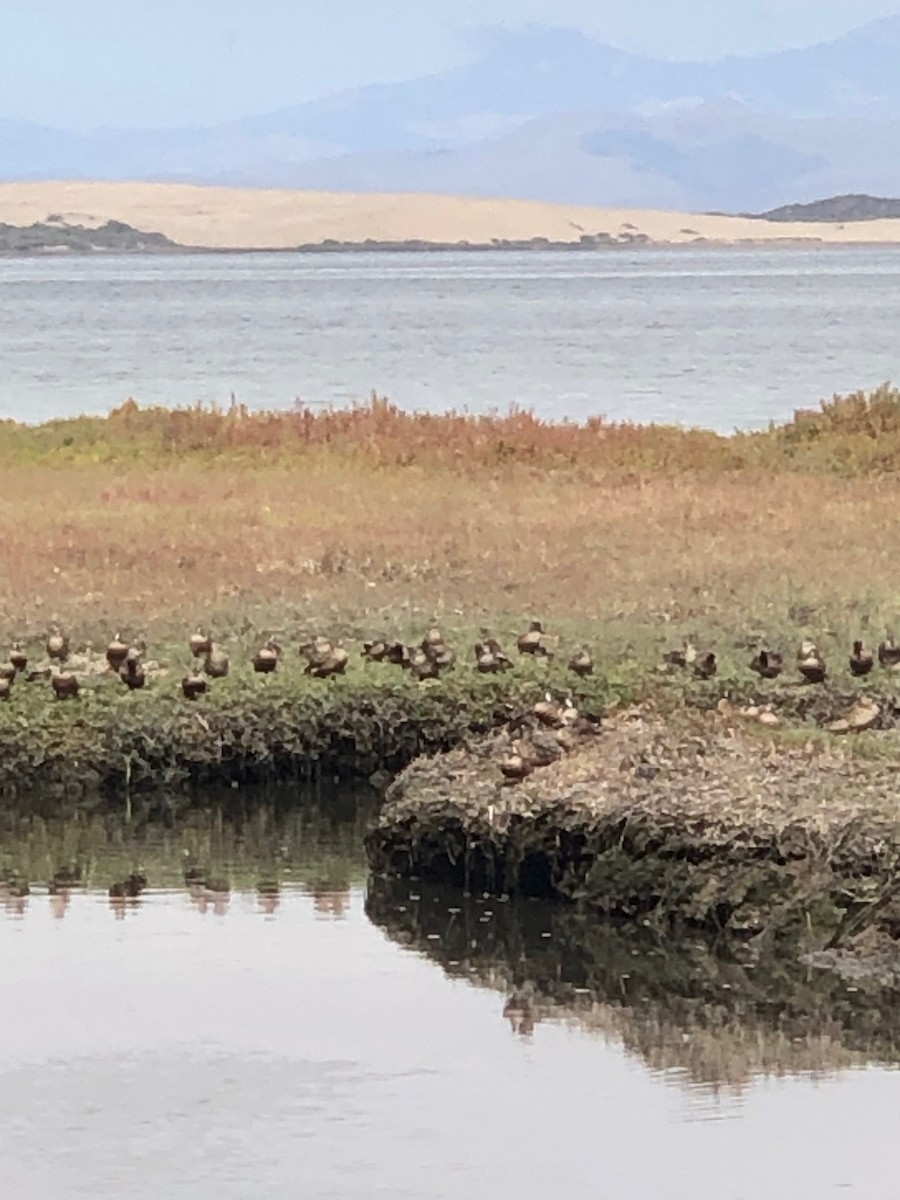 čírka modrokřídlá - ML624442573