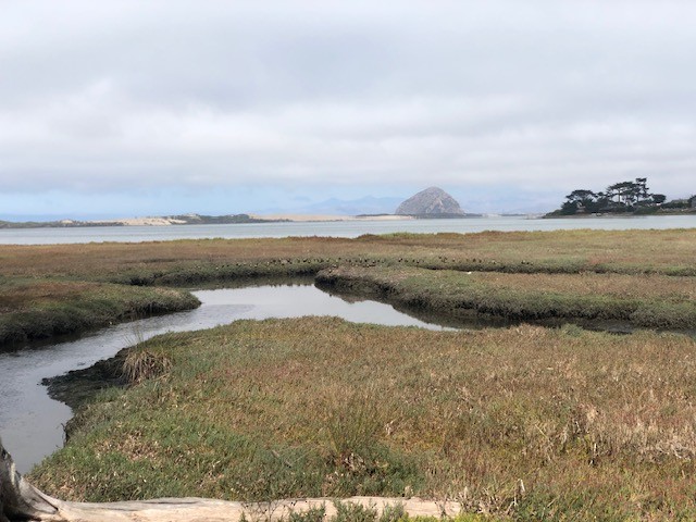 čírka modrokřídlá - ML624442574