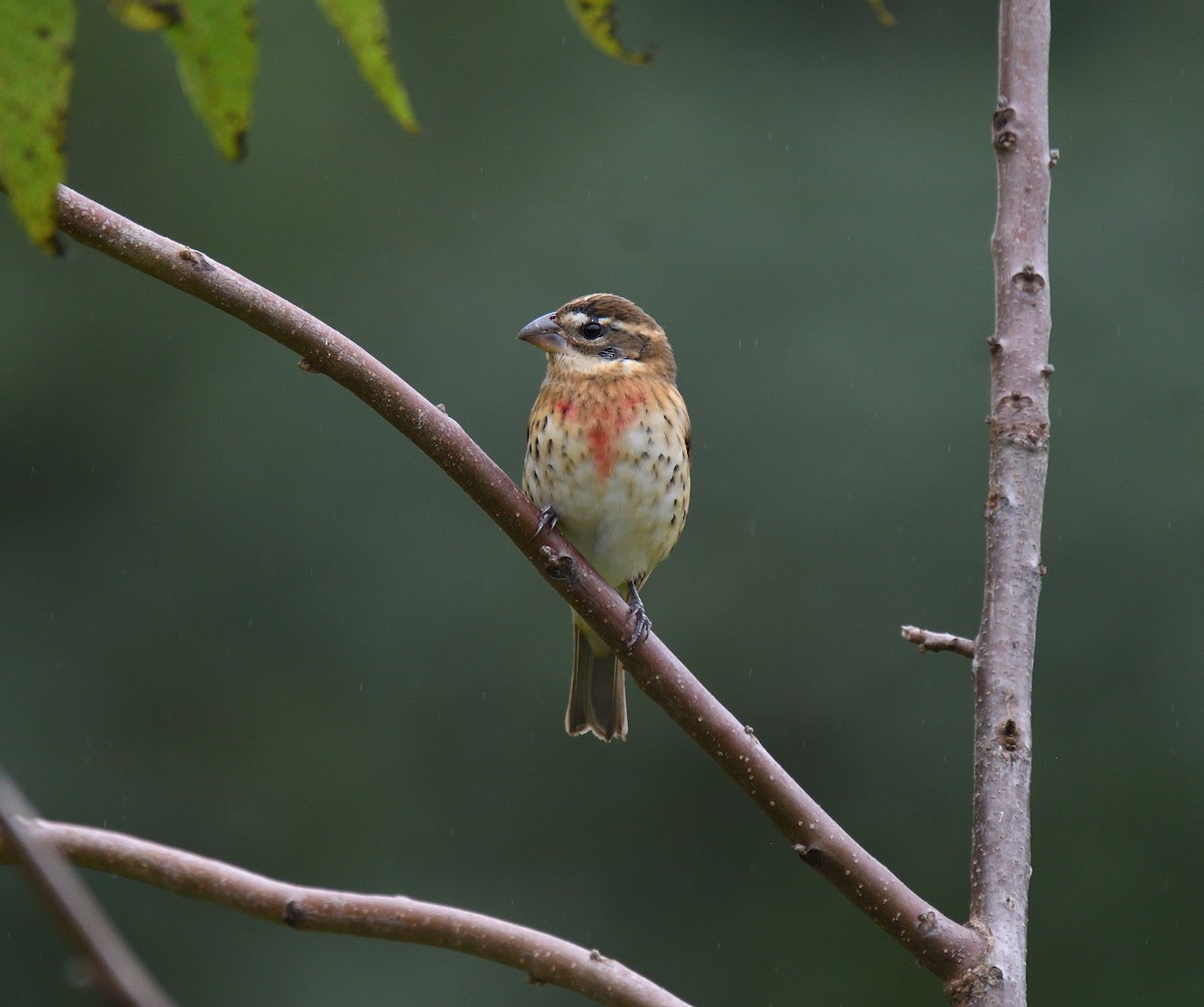 Rose-breasted Grosbeak - ML624442588