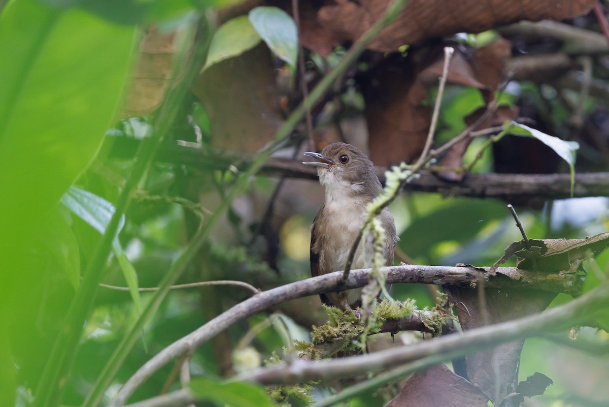 Sulawesi Babbler - ML624442626