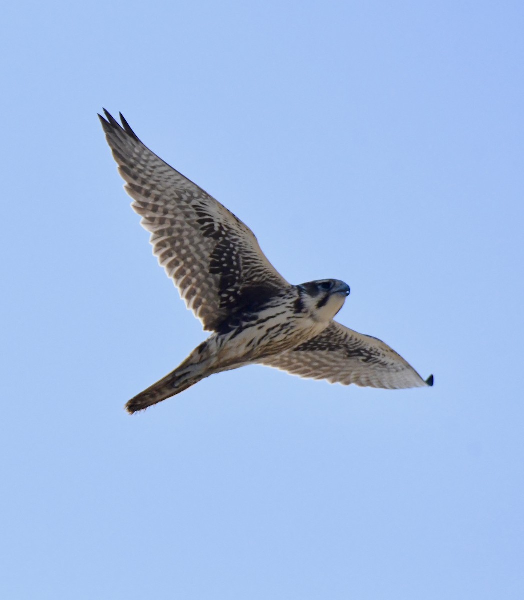 Prairie Falcon - ML624442876