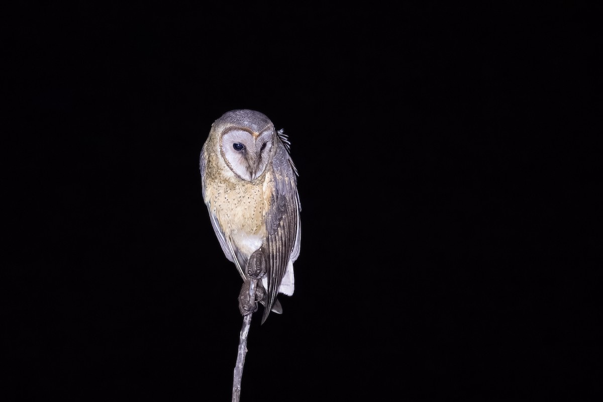 Sulawesi Masked-Owl - ML624442890