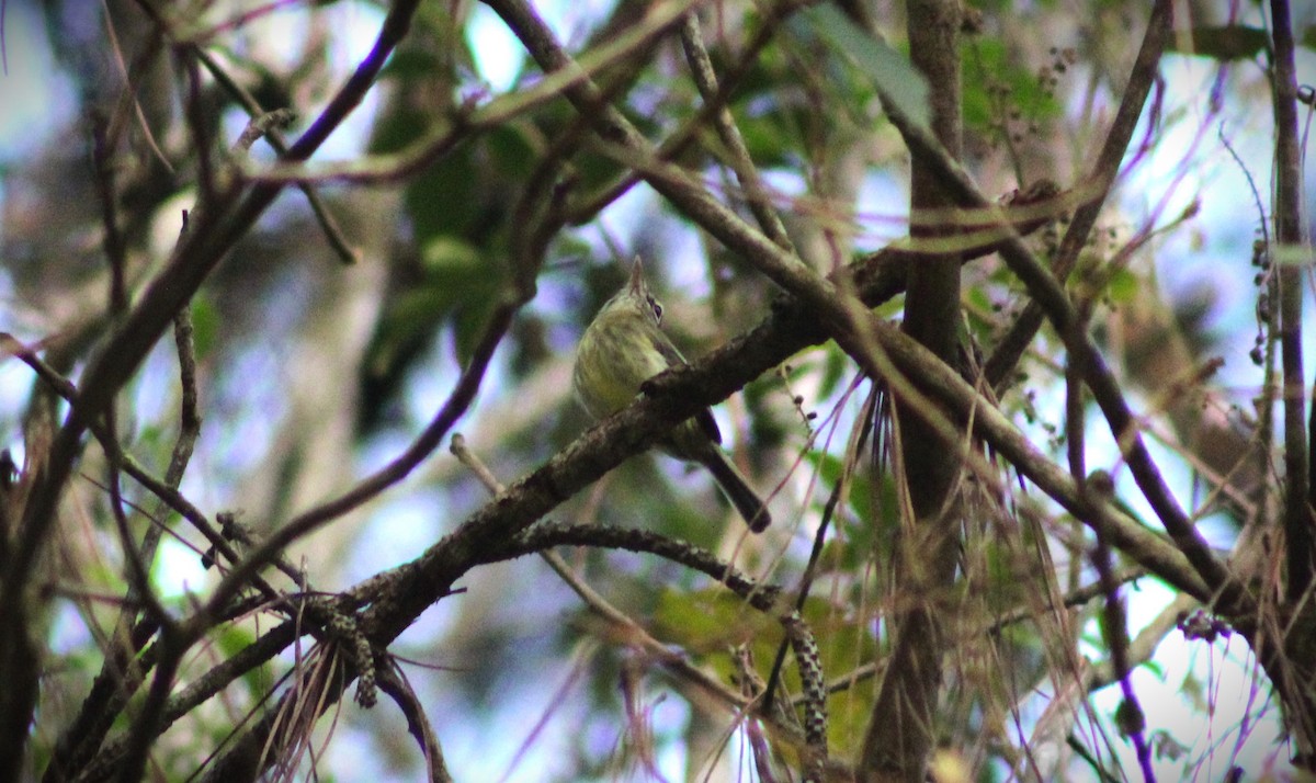 Eye-ringed Tody-Tyrant - ML624442915