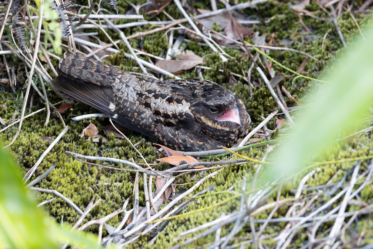 lelek vulkánový - ML624443102