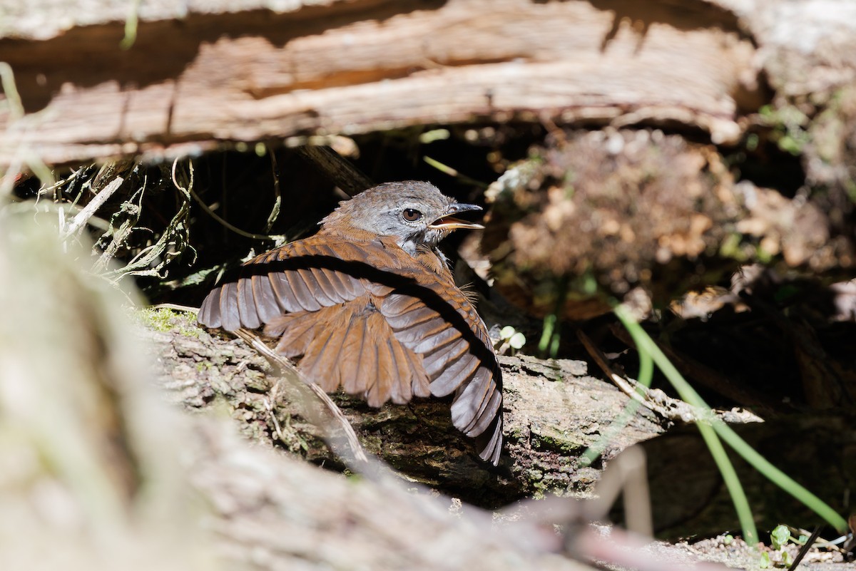 Sulawesi Bush Warbler - ML624443224