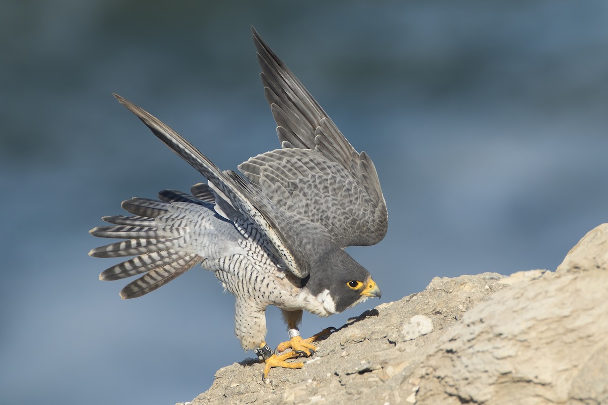 Peregrine Falcon - ML624443249