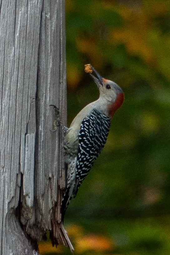 Red-bellied Woodpecker - ML624443569