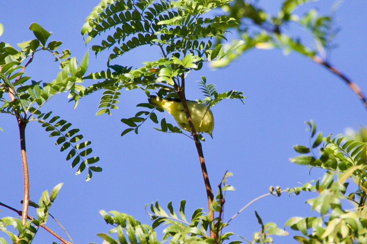 Yellow Warbler (Northern) - ML624443600