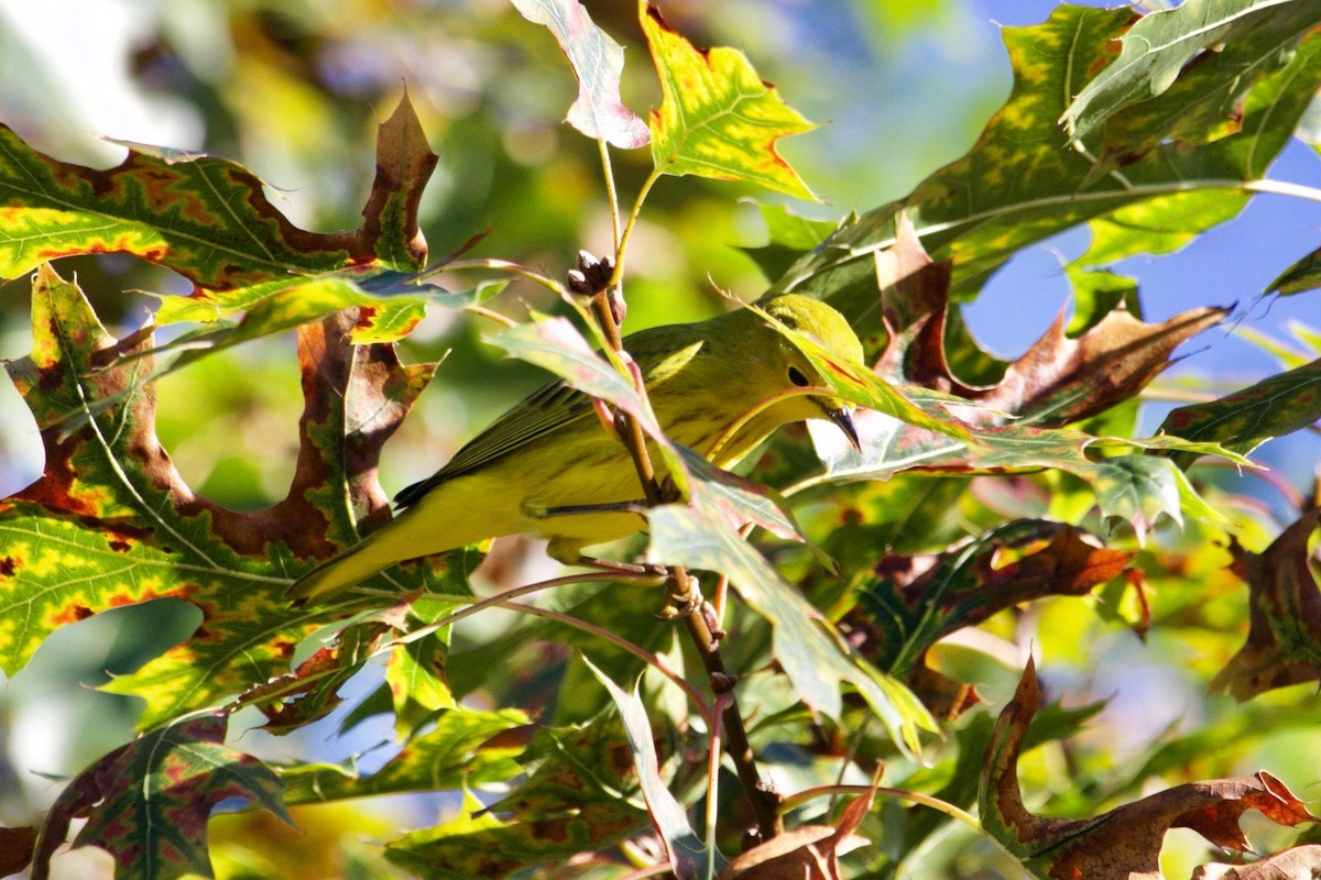 Yellow Warbler (Northern) - ML624443603