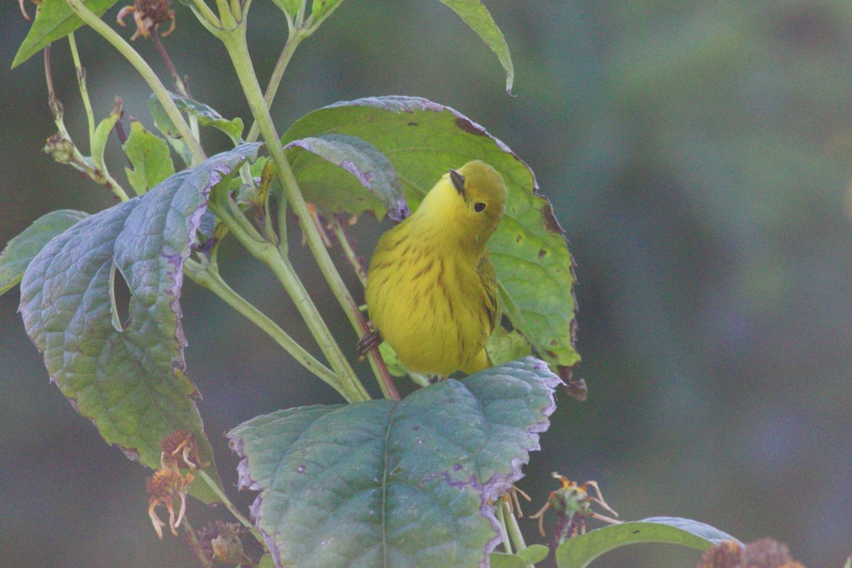 Yellow Warbler (Northern) - ML624443605