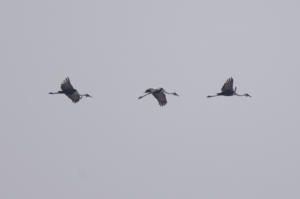 Wattled Crane - ML624443641