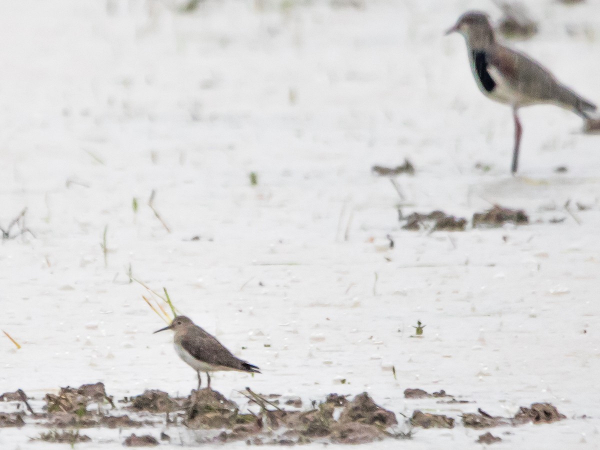 Solitary Sandpiper - ML624443681