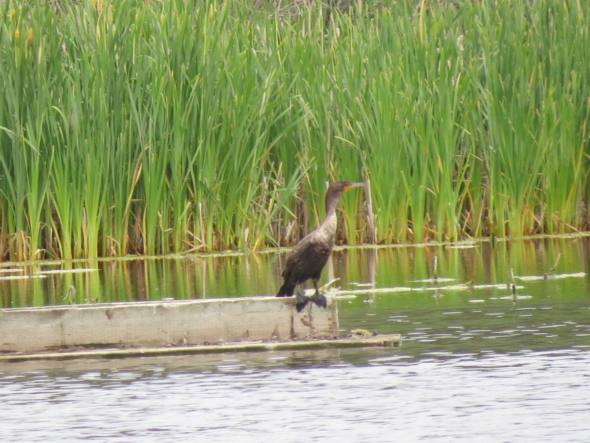 Double-crested Cormorant - ML62444371