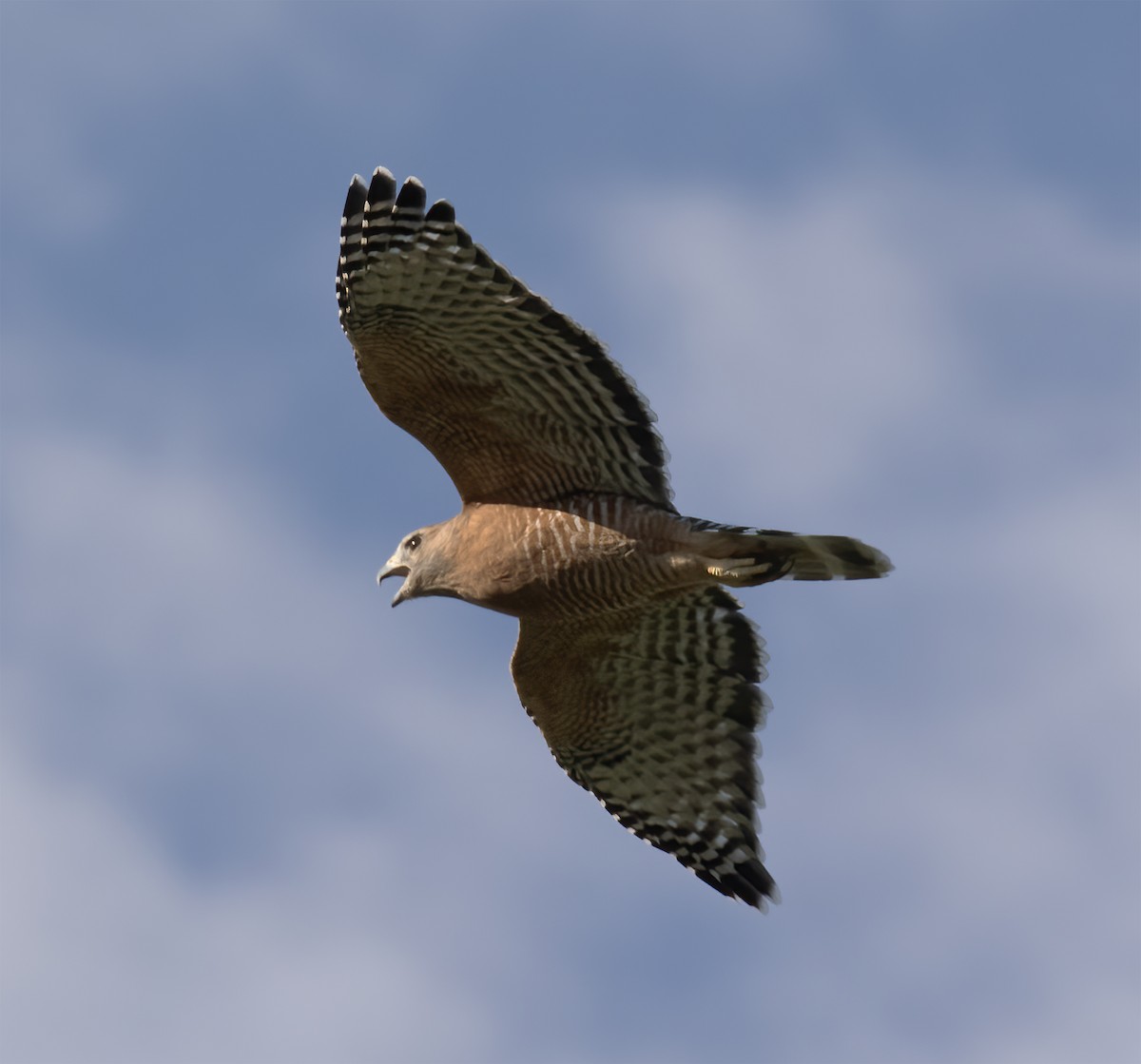 カタアカノスリ - ML624443711
