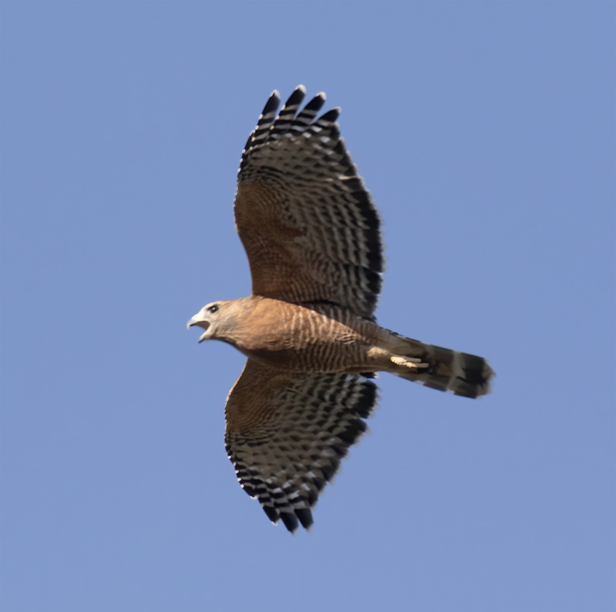 カタアカノスリ - ML624443712