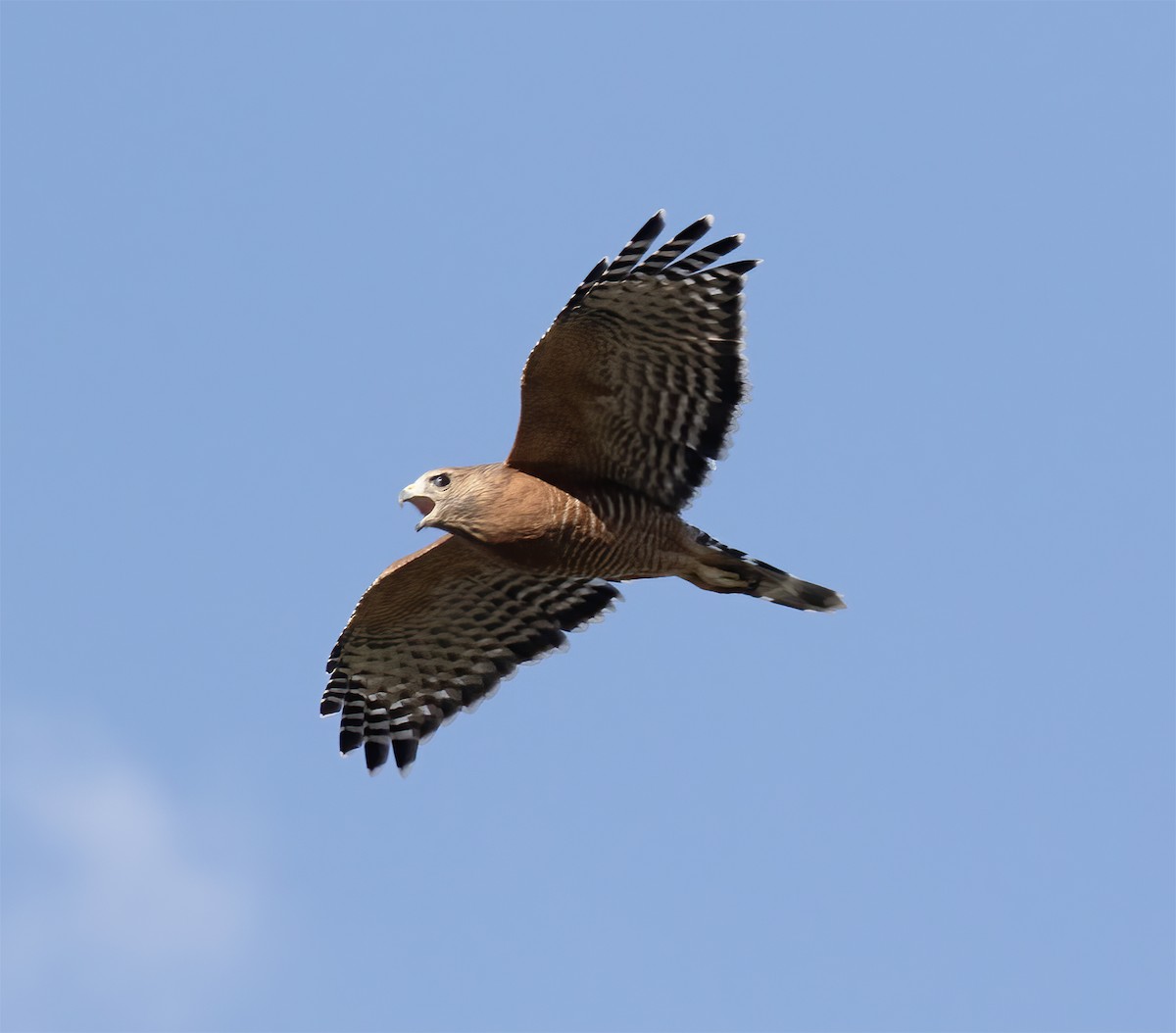 カタアカノスリ - ML624443713