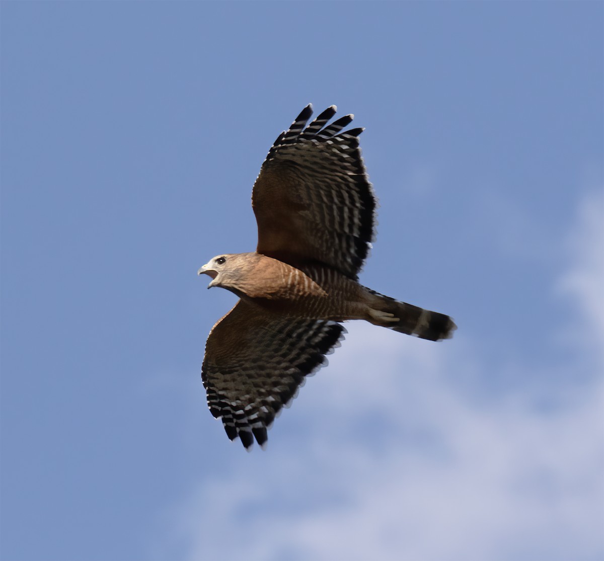 カタアカノスリ - ML624443714
