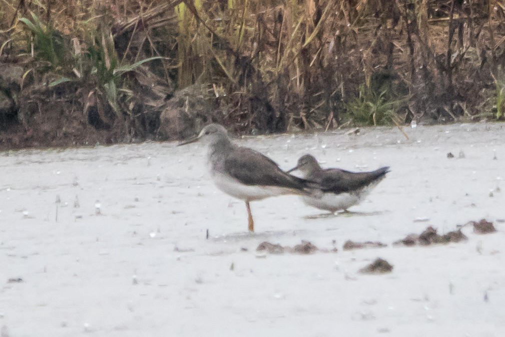 Lesser Yellowlegs - ML624443737