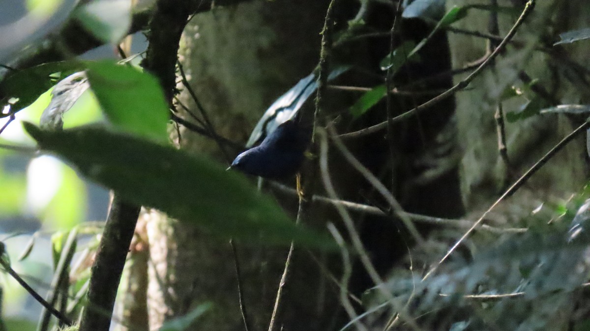 Deep-blue Flowerpiercer - ML624443832