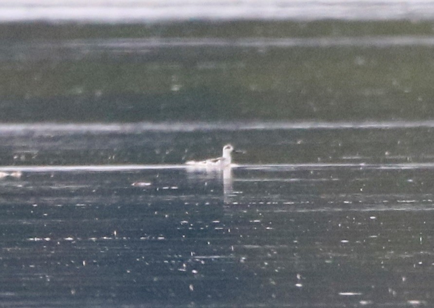 Red Phalarope - Carla Morris