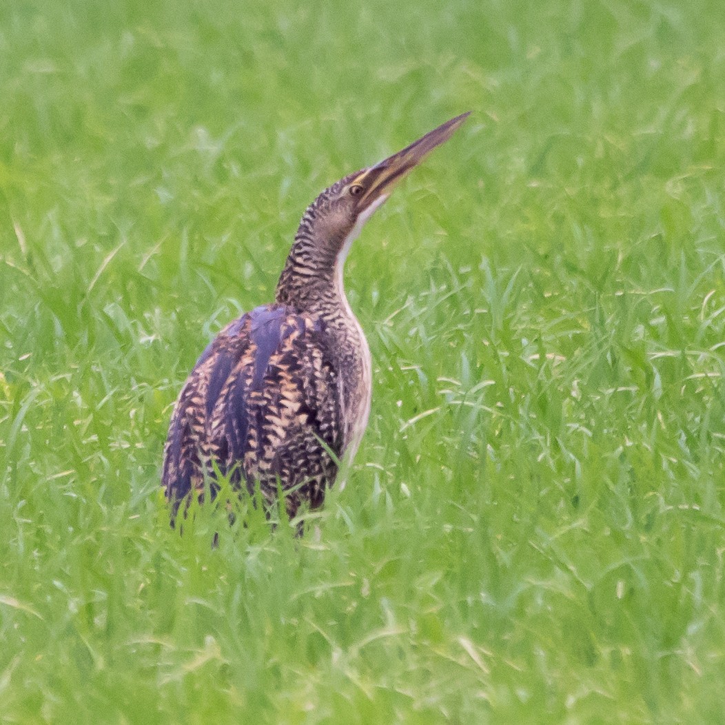 Pinnated Bittern - ML624444099