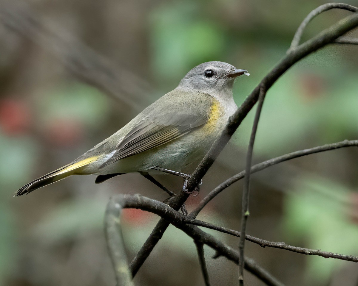 American Redstart - Howard Cox