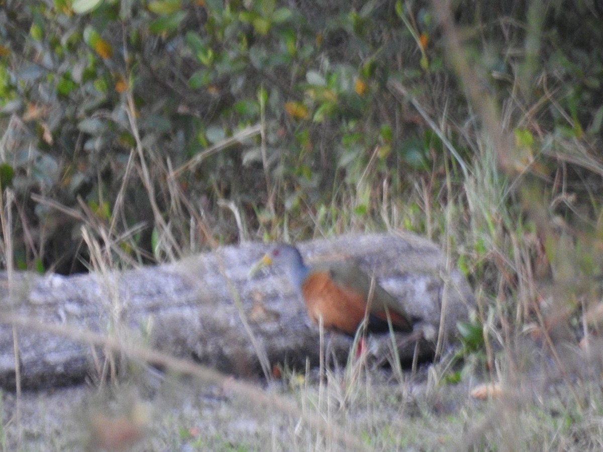 Gray-cowled Wood-Rail - ML624444427