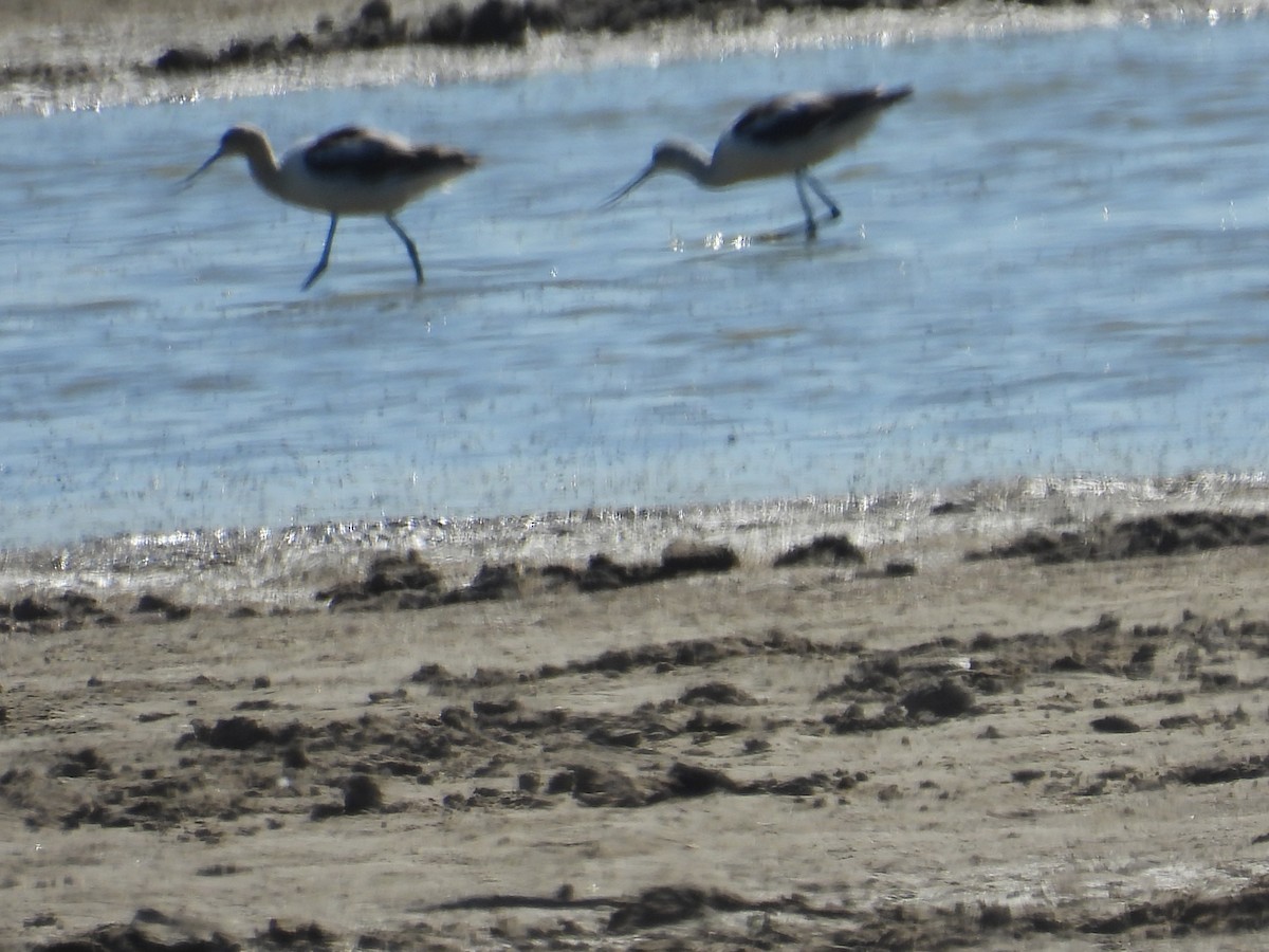 American Avocet - ML624444492