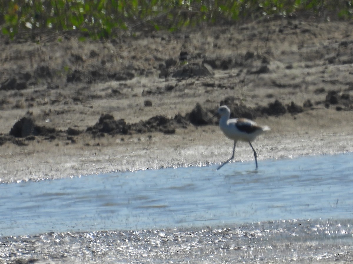 American Avocet - ML624444493