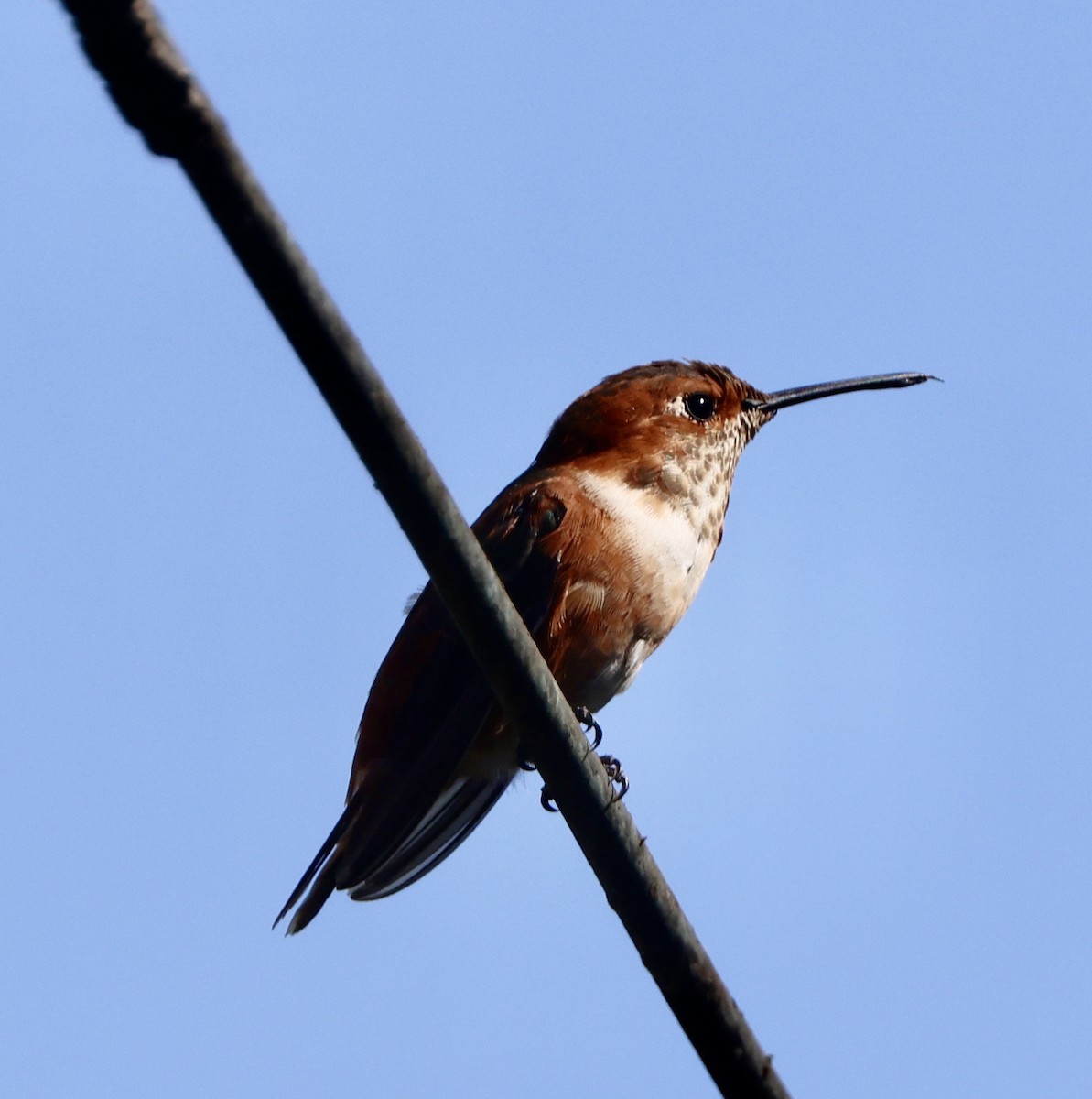 Rufous/Allen's Hummingbird - ML624444543