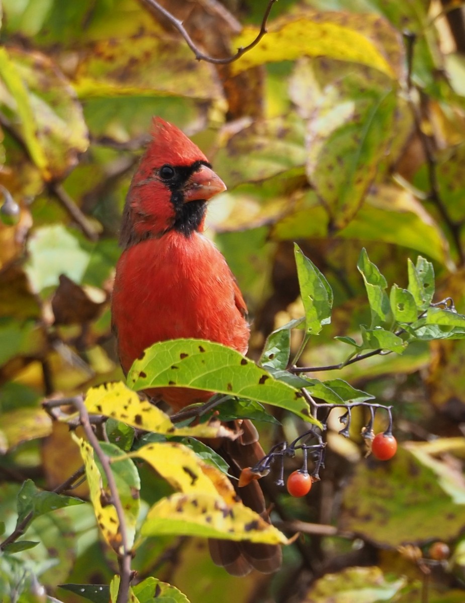 Northern Cardinal - ML624444546