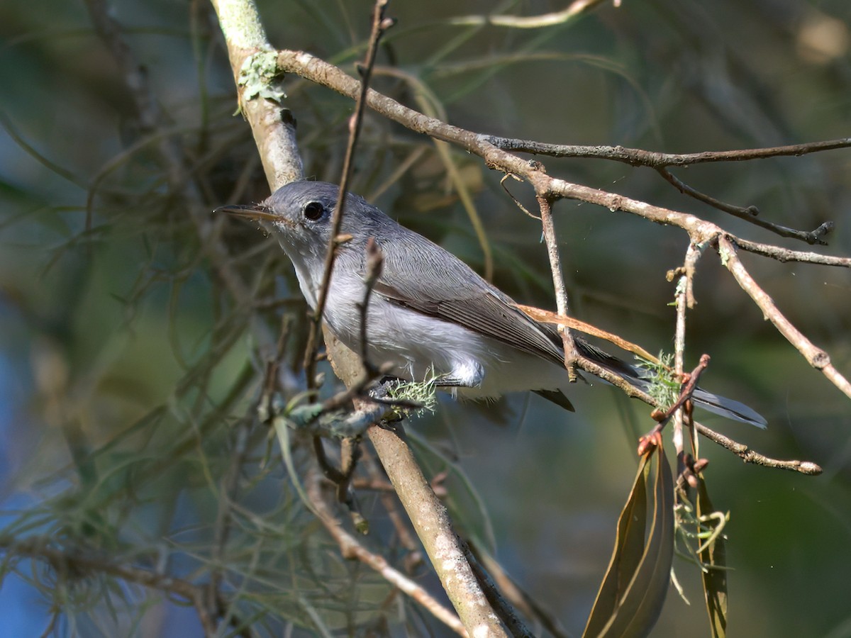 Blue-gray Gnatcatcher - ML624444597