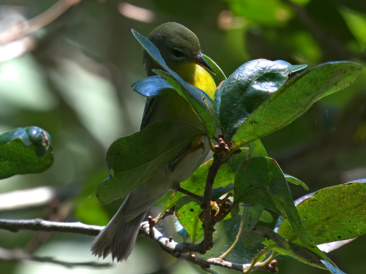 Northern Parula - ML624444601