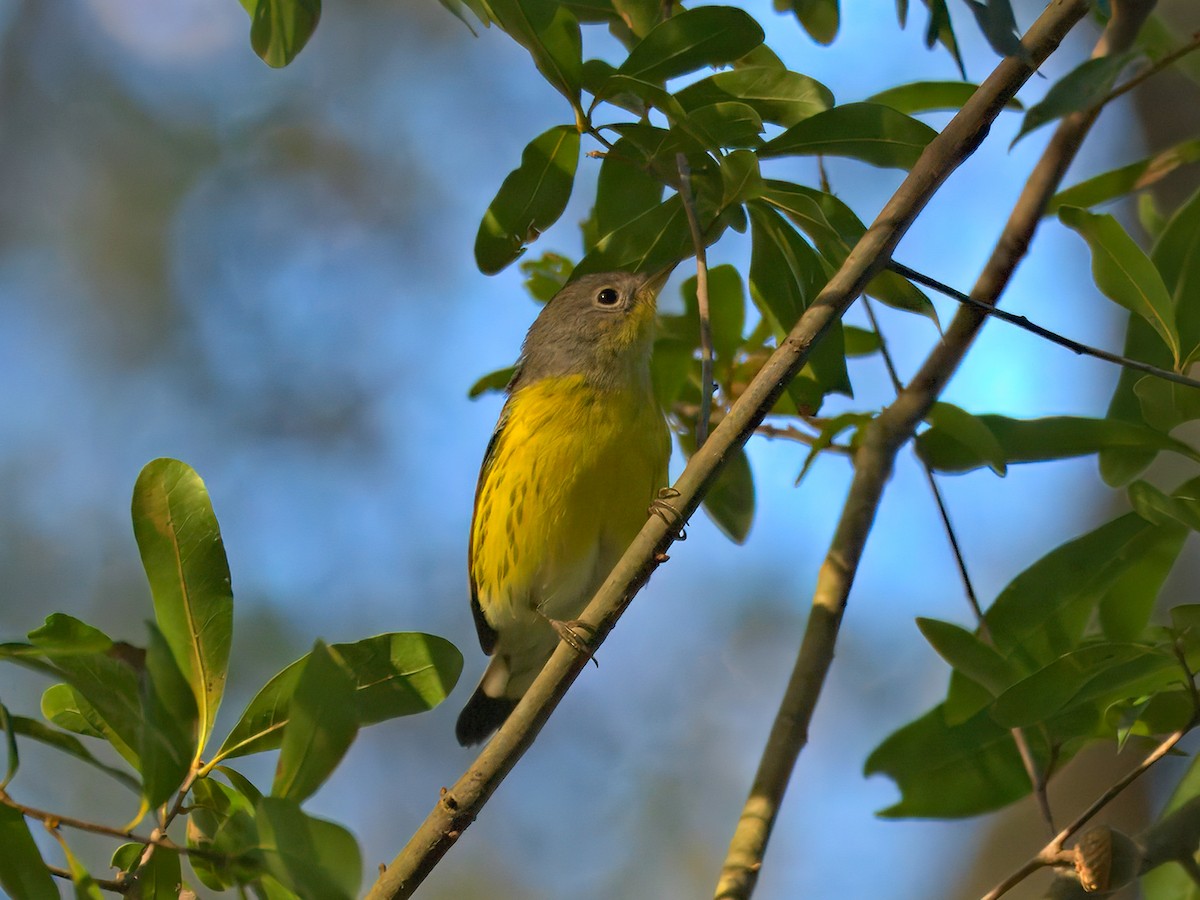 Magnolia Warbler - Brett Bickel