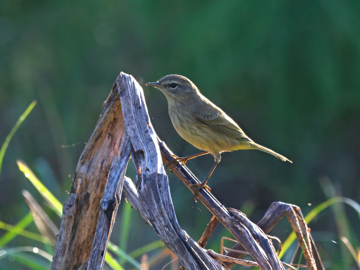 Palm Warbler - ML624444611