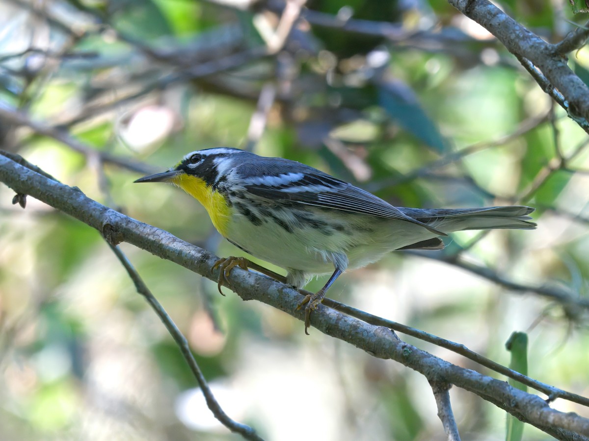 Yellow-throated Warbler - ML624444615