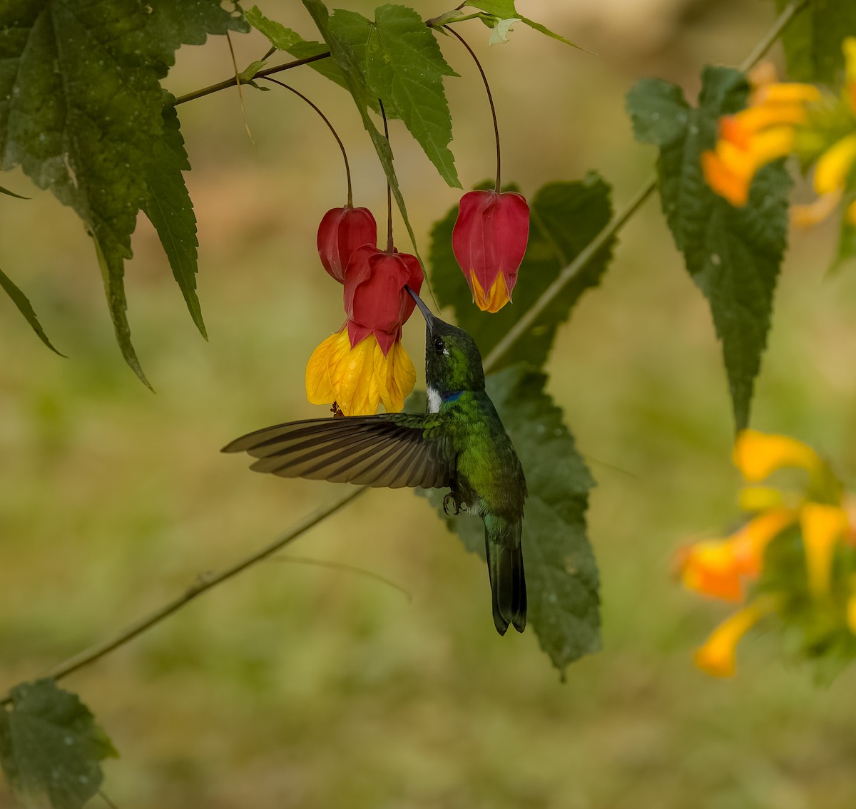 White-throated Daggerbill - ML624444691