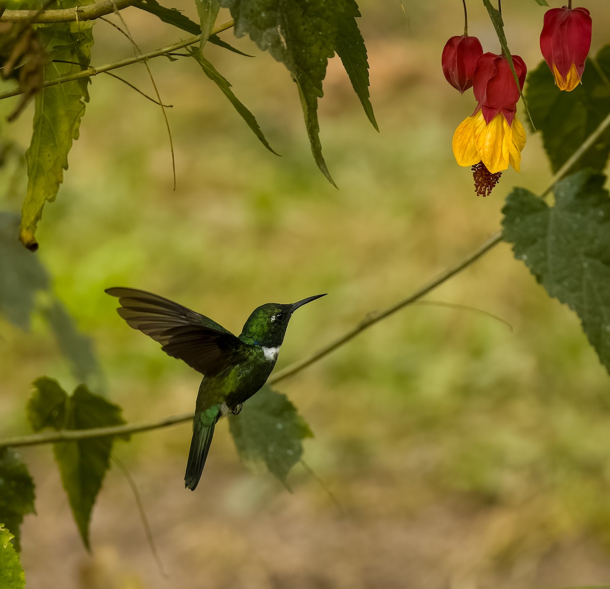 White-throated Daggerbill - ML624444692