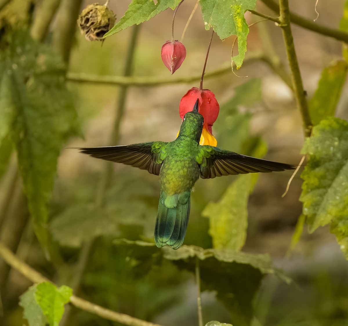 White-throated Daggerbill - ML624444693