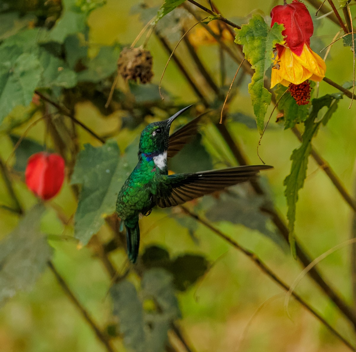 White-throated Daggerbill - ML624444694