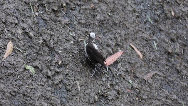 White-capped Dipper - ML624444734