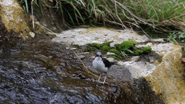 White-capped Dipper - ML624444735